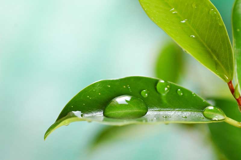 Water on a Leaf